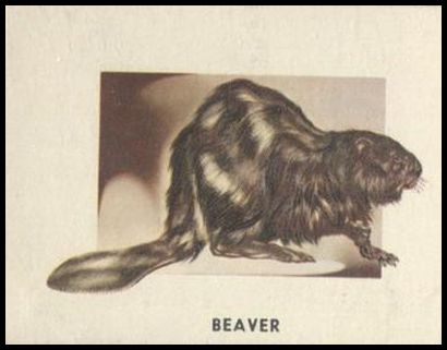 172 Beaver